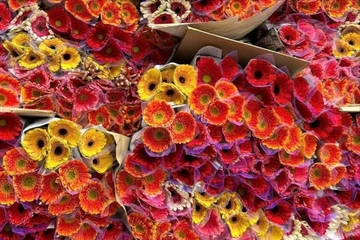 Hoa đồng tiền tăng giá trước ngày vía Thần tài