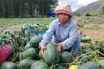 Lâm Đồng kêu gọi các chợ, siêu thị 'giải cứu' dưa hấu Gia Lai