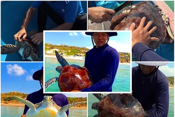 Ngư dân 'làm đẹp' cho rùa biển trước khi thả về đại dương