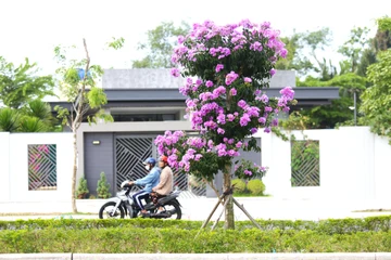 Ngắm hoa bằng lăng khoe sắc tím giữa lòng phố xứ dừa