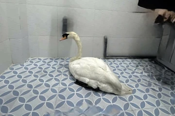 Pháp lý vụ trộm thiên nga tại Thảo Cầm Viên