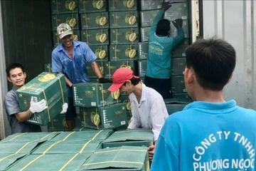 Để sầu riêng Việt Nam 'chiến thắng' sầu riêng Thái Lan 