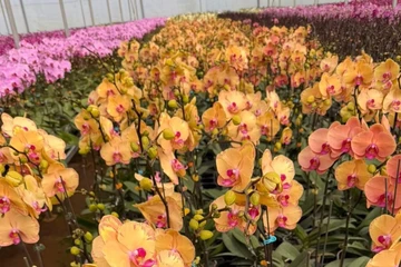 Thị trường hoa Tết: 'Nữ hoàng' lan hồ điệp căng mình đọ sức với lan Trung Quốc