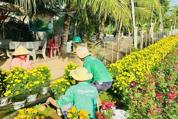 Xóm rẫy sau mùa lũ 