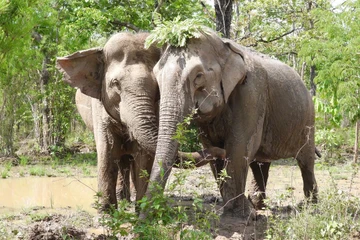 Vào rừng nghe chuyện đời voi