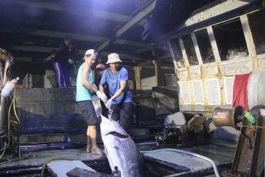 Chùm ảnh: Ngư dân Đà Nẵng sáng đèn với mùa cá bội thu