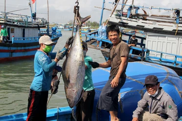 Ngư dân Phú Yên nâng cấp tàu, nâng cao chất lượng đánh bắt hải sản