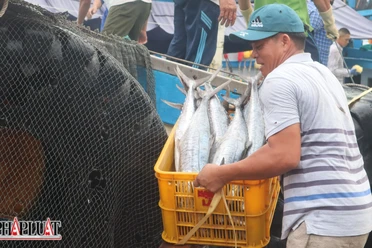 Ngư dân Bà Rịa - Vũng Tàu mong yên tâm vươn khơi, bám biển