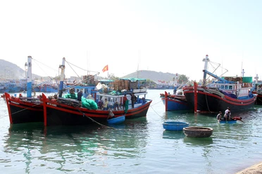 Tàu đánh bắt cá neo đậu ở cảng cá Ninh Chữ, huyện Ninh Hải, tỉnh Ninh Thuận