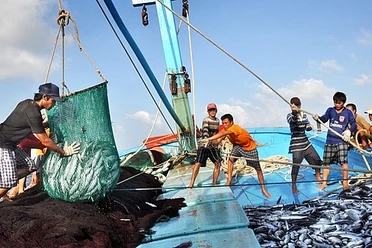 Thanh Hóa triển khai các biện pháp chống đánh bắt thủy sản trái phép