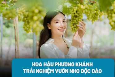 Trải nghiệm giống nho đặc biệt của tỉnh Ninh Thuận khiến Hoa hậu Trái đất Phương Khánh mê mẩn