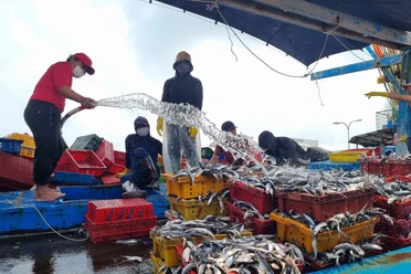 Thủ tướng phê bình nhiều địa phương có tàu cá vi phạm vùng biển nước ngoài