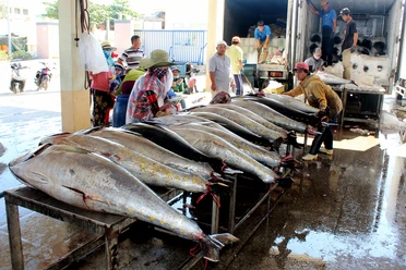Ngư dân Phú Yên mong sớm gỡ thẻ vàng để giá hải sản tốt hơn