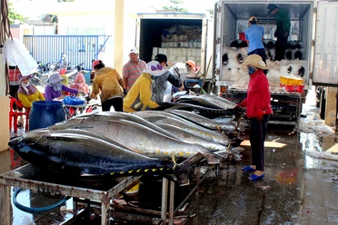 Phú Yên: Chính quyền sát cánh cùng ngư dân để gỡ thẻ vàng IUU
