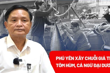 Phú Yên xây dựng chuỗi giá trị bền vững cho tôm hùm, cá ngừ đại dương