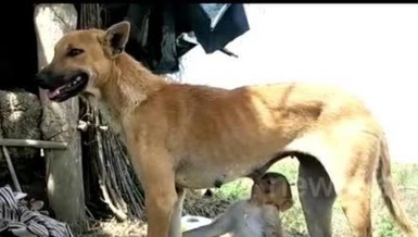 Video: Chó nhận khỉ làm con nuôi, cho bú, dắt đi chơi
