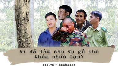 Ai đã làm cho vụ cưa gỗ khô thêm phức tạp?