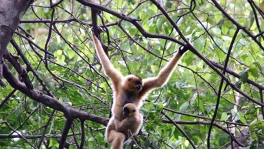 Người dân được phép nuôi động vật rừng