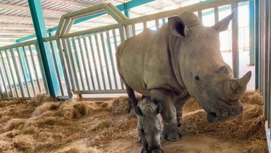 Vinpearl Safari Phú Quốc đón 2 cá thể tê giác chào đời