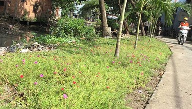 Dân có thể nhắn tin phản ánh tình trạng xả rác