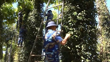 Hàng trăm chiến sĩ tham gia giúp dân thu hoạch tiêu