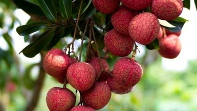 Vải đầu vụ Bắc Giang bán cho Trung Quốc giá cao