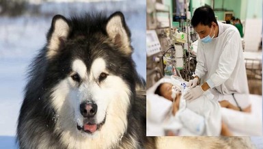 Bé trai 2 tuổi bị chó Alaska cắn rách khí quản