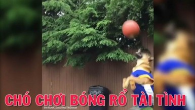Chú chó chơi bóng rổ thật tài tình