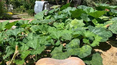 Bí ngô, món ngon vườn nhà trồng được