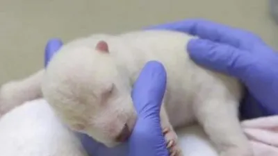 Chú gấu sơ sinh đốn tim triệu người