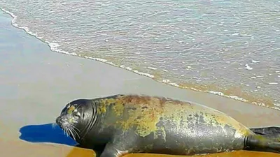 Ngắm hải cẩu lên bờ chơi đùa với người dân Bình Thuận