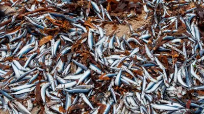 Cá chết hàng loạt dạt vào bãi biển nước Anh