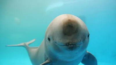 Những động vật hạnh phúc nhất trên thế giới