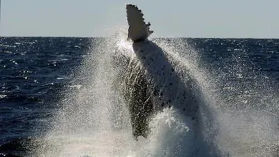 Cá voi hất tung tàu cá lên trời, 4 người nhập viện