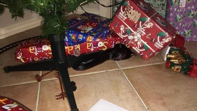 Kinh hoàng phát hiện rắn độc trong đống quà Giáng sinh