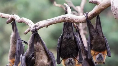 Nhiều nhà nghiên cứu tin rằng virus SARS-CoV-2 bắt nguồn từ dơi. Ảnh: GETTY IMAGES