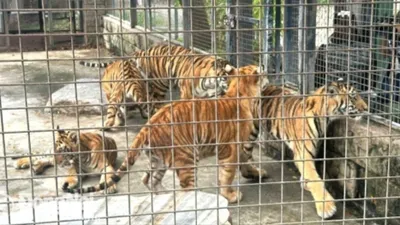 Bộ NN&PTNT chỉ đạo sau vụ hổ chết hàng loạt trong vườn thú, khu du lịch