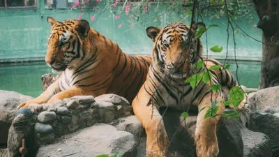 Khu du lịch Vườn Xoài tạm đóng cửa sau vụ hổ chết hàng loạt