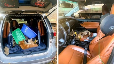 Dùng ô tô đi trộm chó trong đêm