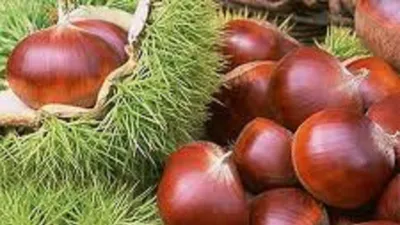 10 loại hạt quen thuộc cực tốt cho sức khỏe