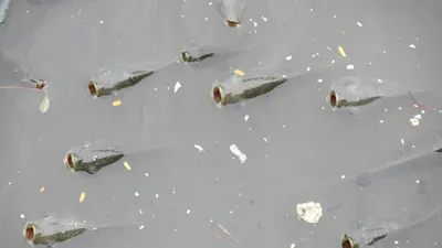 Cá lại ngóc đầu dày đặc trên kênh Nhiêu Lộc-Thị Nghè