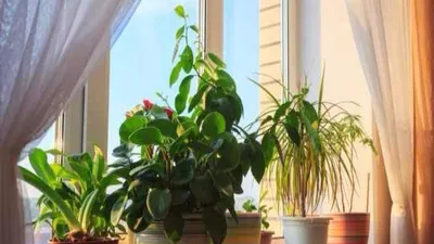 Cách giữ nhà mát mẻ trong mùa nóng không cần máy lạnh