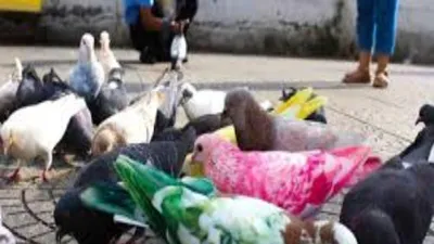 Sơn màu cho chim bồ câu: Nên hay không? 