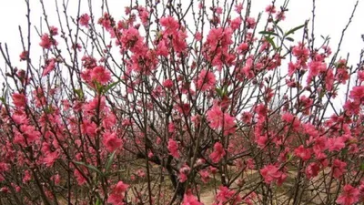 10 loại hoa mang lại may mắn, tài lộc ngày Tết