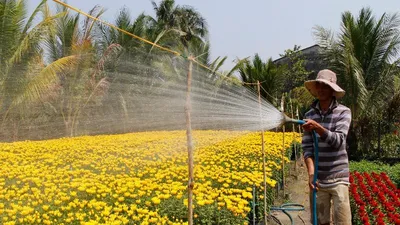 Làng hoa lớn nhất Đồng Nai tất bật vào mùa Tết