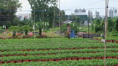 TP.HCM: Vụ hoa Tết 2022, người trồng hoa kiểng nửa mừng nửa lo 