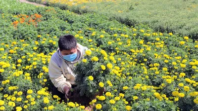 Làng hoa Tết Mỹ Bình rồi sẽ chỉ còn là ký ức