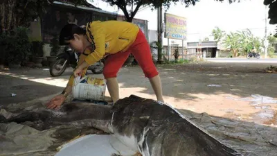Săn được cá lăng 'khủng' hơn 85 kg trên sông Sêrêpốk