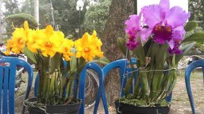 Ngắm cặp lan đạt giải ‘hoa hậu’ hội hoa Xuân Tao Đàn 2019