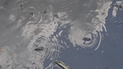 Tìm loại cá thích hợp với kênh Nhiêu Lộc- Thị Nghè